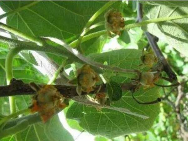 攻略|猕猴桃夏季全套管理技术!培育优质猕猴桃