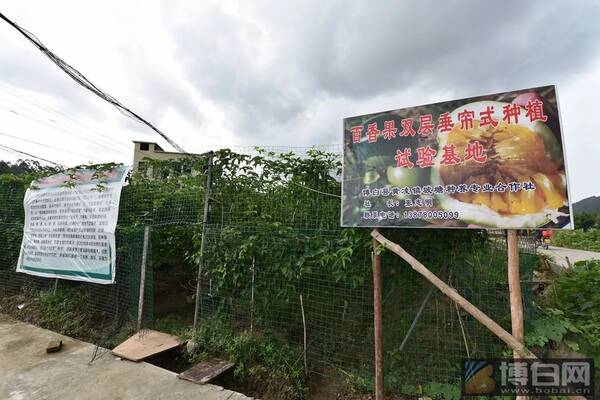 厉害了!博白有人种出了亩产上万斤的百香果