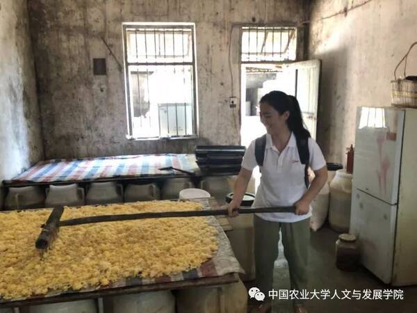 实践成长 | 百名师生乡村振兴系列调研(一)