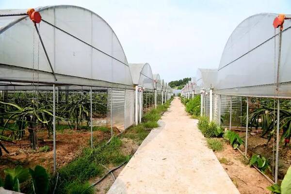 红心火龙果熟了!绵阳周边亲子采摘好地方,甜翻