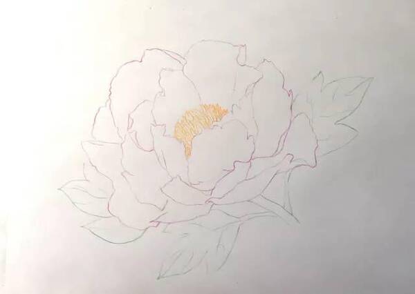 彩铅课堂212|画一朵盛放的牡丹花,超详细