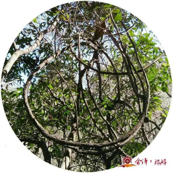 给原始森林一个拥抱 ——游会泽县大井镇大箐原始森林图片