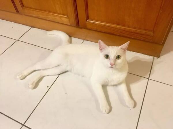 疫苗事件爆发后,一位台湾好公民很忧郁