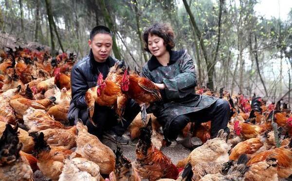 马云:8月1日支付宝的养鸡游戏能赚钱