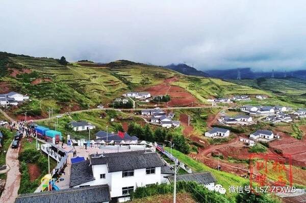 百余家电商开卖昭觉土豆,力争销售3000吨