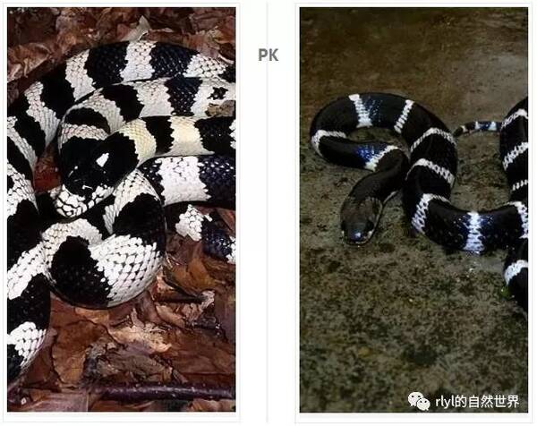 加州王蛇--不仅不是毒蛇,更是毒蛇的克星