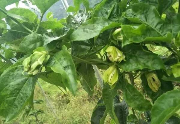 百香果开花坐不了果是什么原因?该怎么处理?