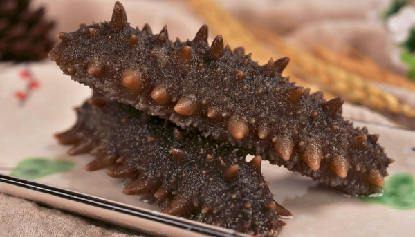 大连海参被热死,估计海参的价格又涨了