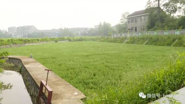 湖南卫视报道丨看株洲的这个村子,如何整治农