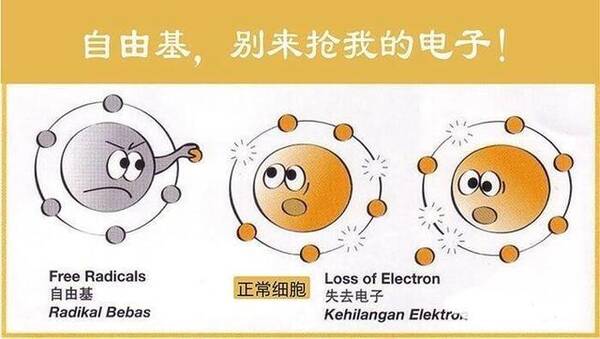 终极抗衰老计划:如何清除自由基抗衰老抗氧化