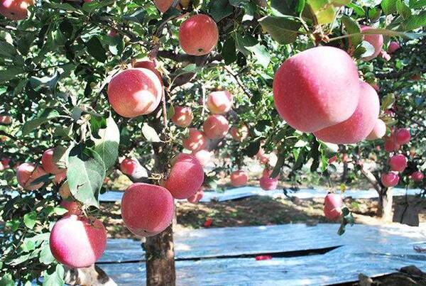 中国苹果产量大却卖不出好价格,问题严重在哪