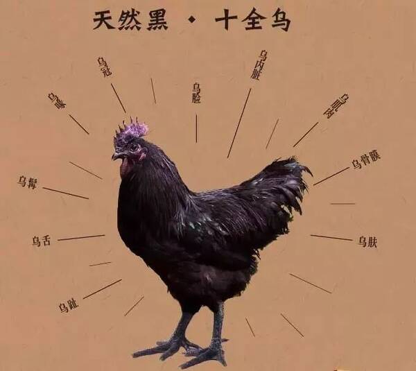 关于兴文山地乌骨鸡的这些故事,你知道吗?