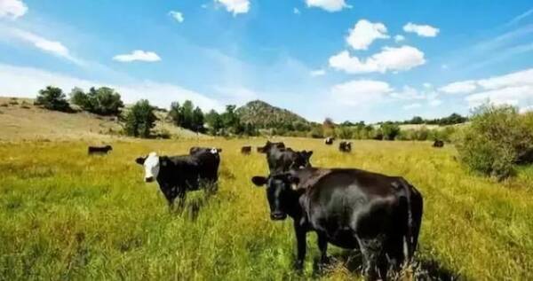 日本和牛 世界上最高级昂贵的牛肉美食