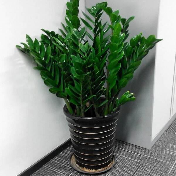 家里养花,就养这4种,养的越多,财运越旺