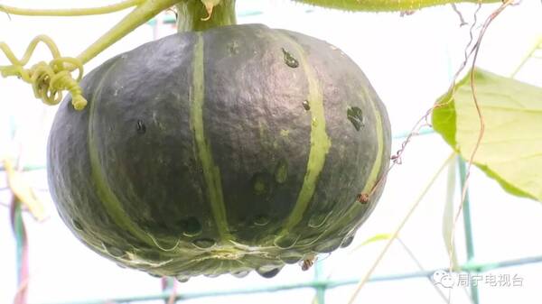 【新闻】尝鲜正当时,这么软糯的贝贝南瓜,不来