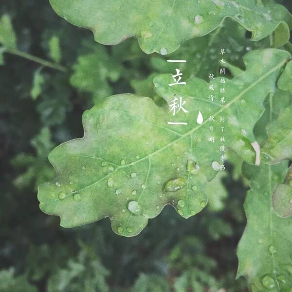 今日立秋 l 夏天还没怎么过,秋天就来了…