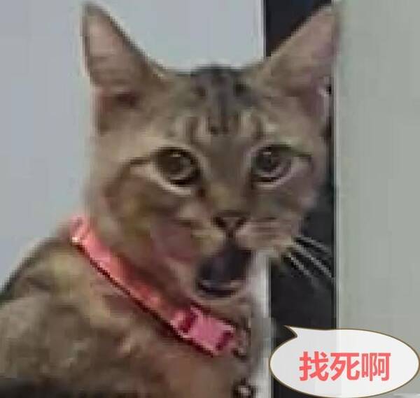 猫咪偷吃被抓,抬头一刻露出的表情,让人笑到抽筋