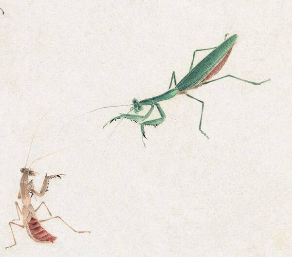 成年的大魔花螳螂 让一只花生粒般大小,全身乌黑的一龄若虫经历8次