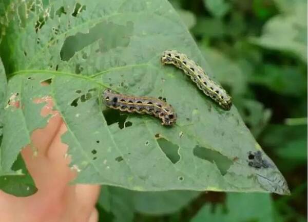 注意!近期这种虫子,3天可将猕猴桃叶片吃个精