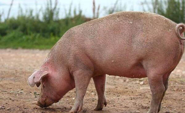 农村禁养区不许养殖?专家:环保法新规出台,禁