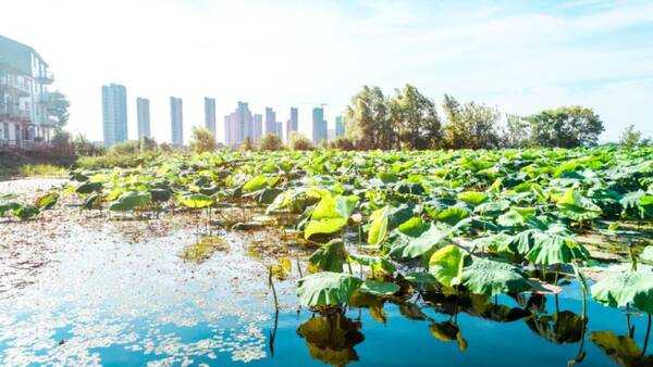 头倚长江水,脚踏青菱湖青菱河穿中而过"青菱·西岸"神似一只风帆