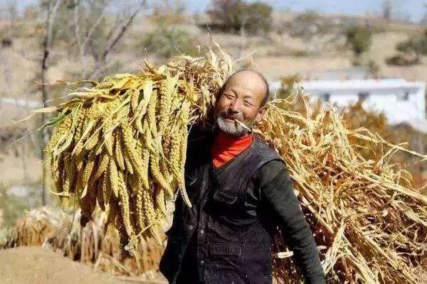 立秋拿住手,还收三五斗