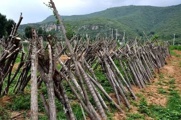 外出打工村民期盼返乡发展!井陉这个村走上了