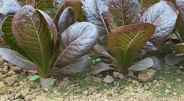 汉堡咖啡香麦菜不爱生虫,30天收获,真让人惊喜阴虚能吃牛肚图片