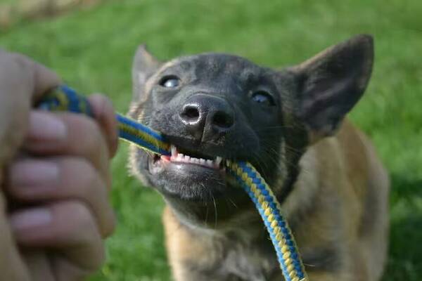 刚出生的狗狗怎么喂养?