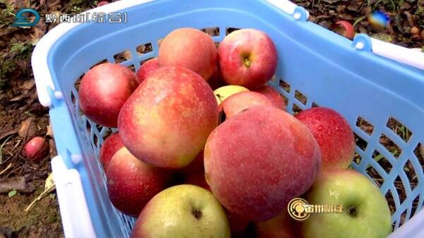 窑:又到一年苹果飘香季 200多亩深山红美人引