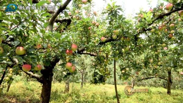 窑:又到一年苹果飘香季 200多亩深山红美人引