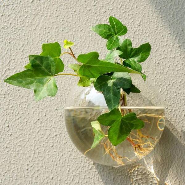 水培花卉,广州园林绿化公司 水培花卉,广州园林绿化公司