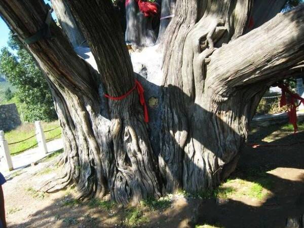世界最古老的树:居然五棵在中国,价格无法估计