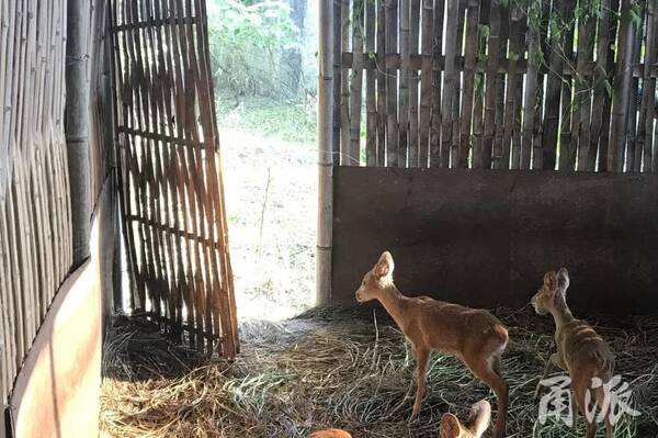 探秘宁波唯一獐子养殖基地:5000元一斤的獐宝