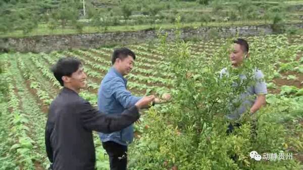 贵州这名扶贫剪纸,带着教程去驻村猴子干部父亲图片
