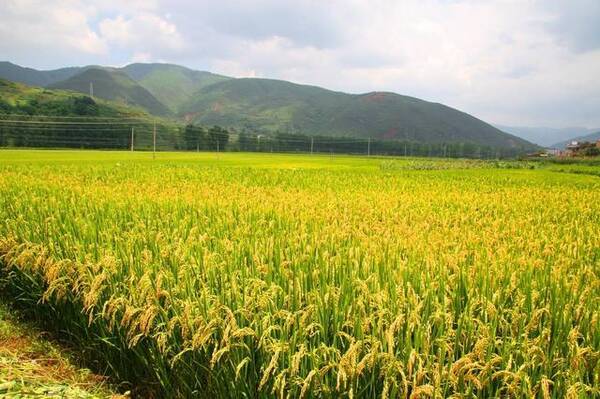 中国人在非洲种水稻种得那么好,是非洲资源好