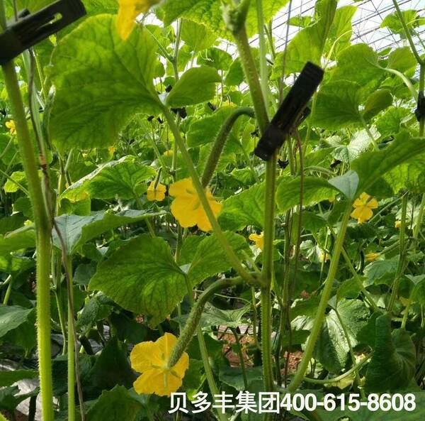 大棚种植黄瓜高产,关键时期巧用药,亩产3万多