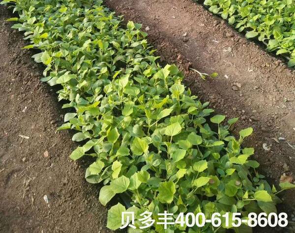 大棚种植黄瓜高产,关键时期巧用药,亩产3万多