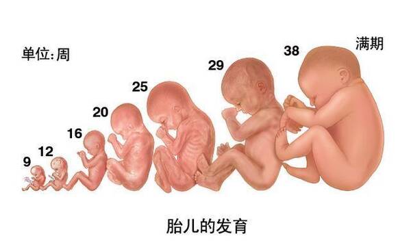 孕妈妈计算胎儿体重的七个通用公式,快来算算