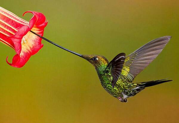 刀嘴蜂鸟以闪电般的速度吸食花蜜,一天吃超过