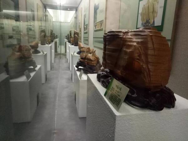 吉林卫视生活频道《文化下午茶》栏目播出《松