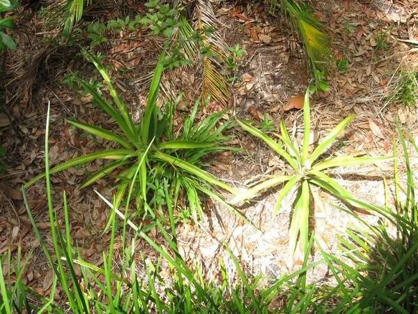 菠萝的叶冠种院子养了三年终于结果,没想到被