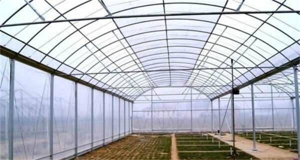 种植: 火龙果温室大棚栽培技术概括, 以及管理技