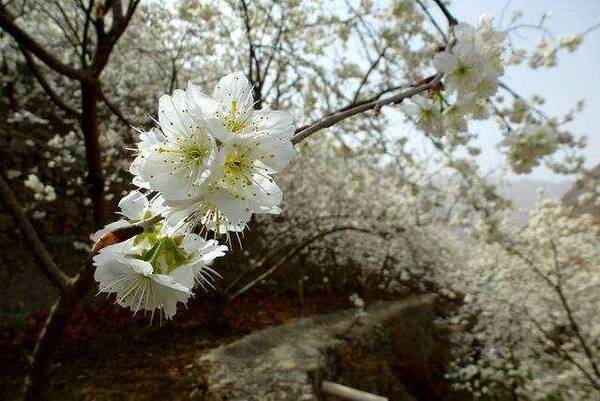 种植技术: 甜樱桃种植技术, 及日常管理要求