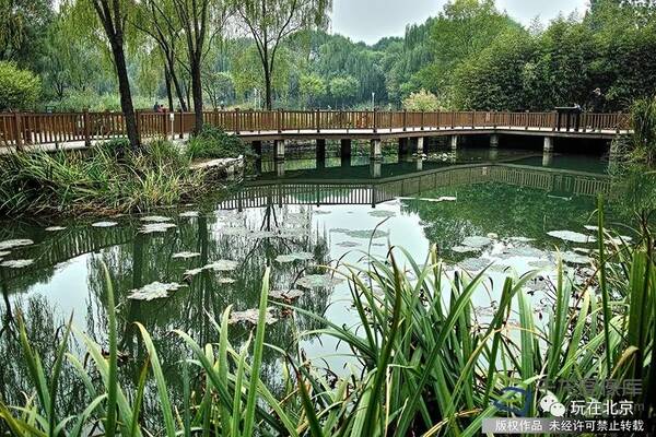 夏秋交替气候景色宜人 京城那些免费的绿野仙