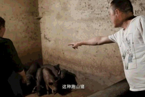 火盆上的每一块小猪肉,都来自海拔2000米以上生长的凉山小黑猪.