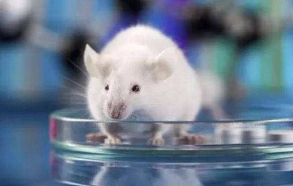为什么科研都拿小白鼠做实验,答案和你想的可能不一样
