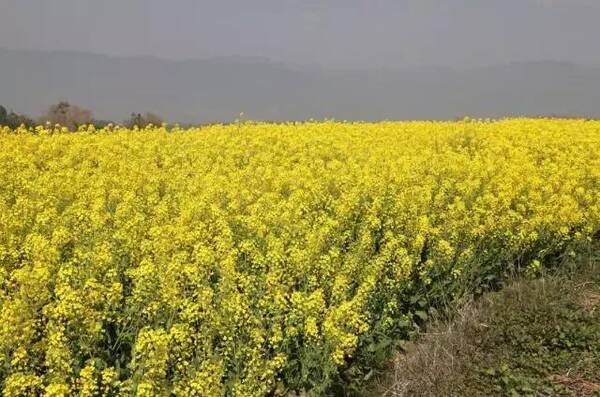 蜂王浆的市场价钱多少钱一斤?