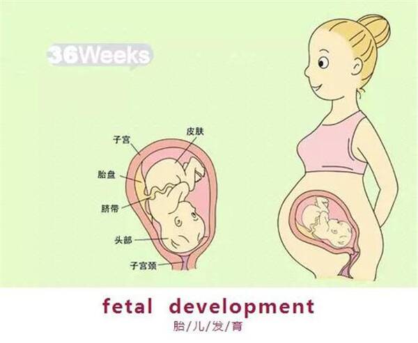 育儿说:孕晚期,感觉胎动是一跳一跳的,是怎么回