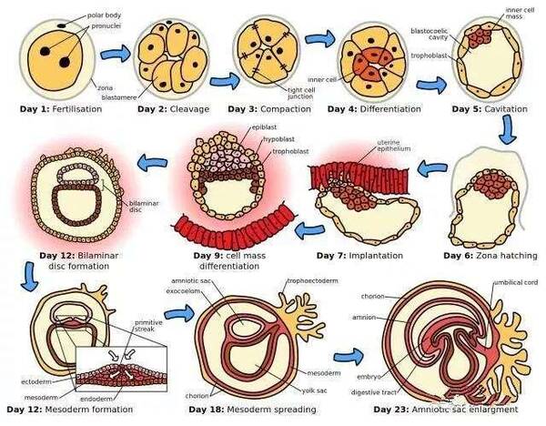 泰国试管移植后注射黄体酮or塞雪诺酮哪个好?